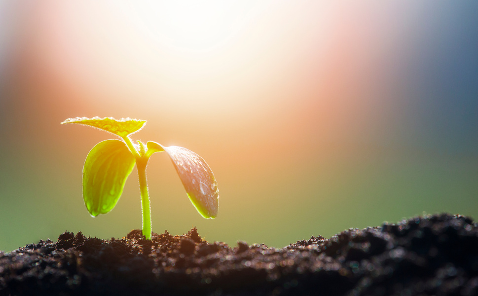 Plant Sprout Lighted by Sun